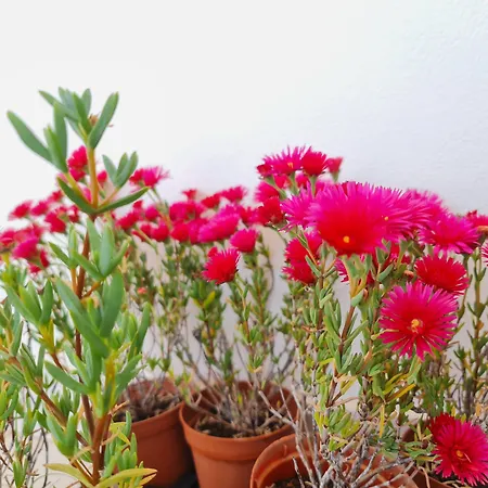 Pensión Sunlight House