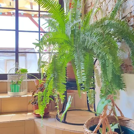 Hostel Sunlight House