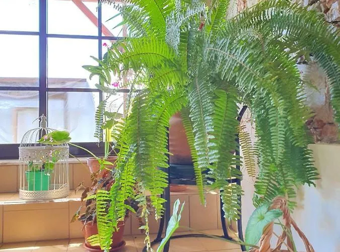 Konukevi Sunlight House